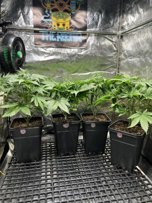Critical mass a Mango Cream Regular. Week 5 - Pouze holky Critical mass