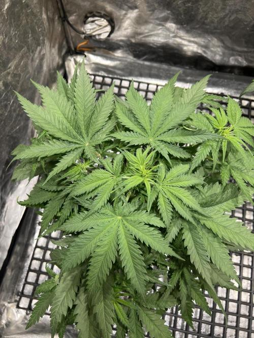 Critical mass a Mango Cream Regular. Week 5 - Výherní samec Critical mass