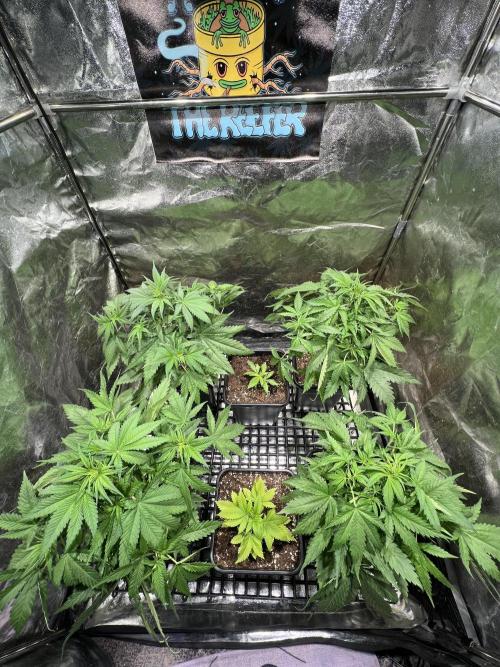 Critical mass a Mango Cream Regular. Week 5 - 4 holky Critical mass a 2 Mango cream pohlaví zatím neznámé