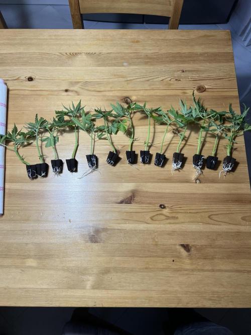 Critical mass a Mango Cream Regular. Week 5 - Klony 100% úspěšnost 😊