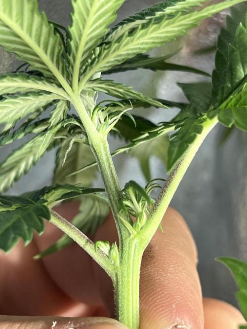 Critical mass a Mango Cream Regular. Week 6 - Hermafrodit