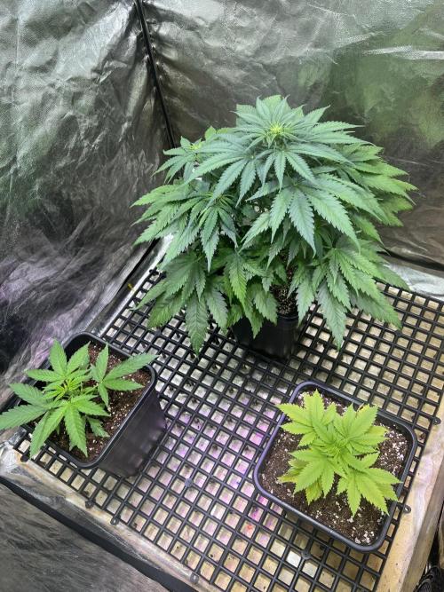 Critical mass a Mango Cream Regular. Week 6 - 1x Critical mass
2x Mango cream