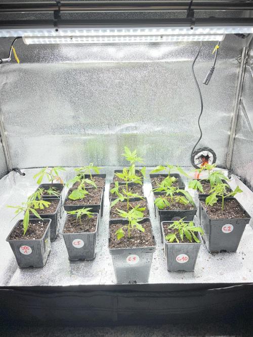 Critical mass a Mango Cream Regular. Week 6