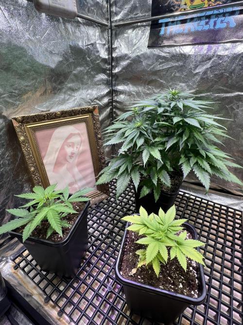 Critical mass a Mango Cream Regular. Week 6