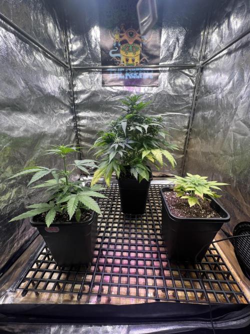 Critical mass a Mango Cream Regular. Week 7