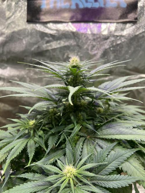 Critical mass a Mango Cream Regular. Week 7 - Critical mass