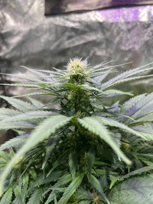 Critical mass a Mango Cream Regular. Week 7 - Critical mass