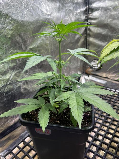 Critical mass a Mango Cream Regular. Week 7 - Mango cream 2