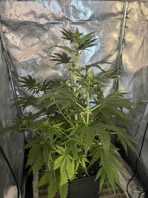 Critical mass a Mango Cream Regular. Week 7 - Samec Critical mass