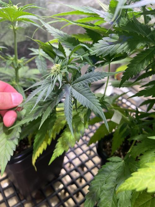 Critical mass a Mango Cream Regular. Week 7 - První prcnutá větev critical mass x critical mass