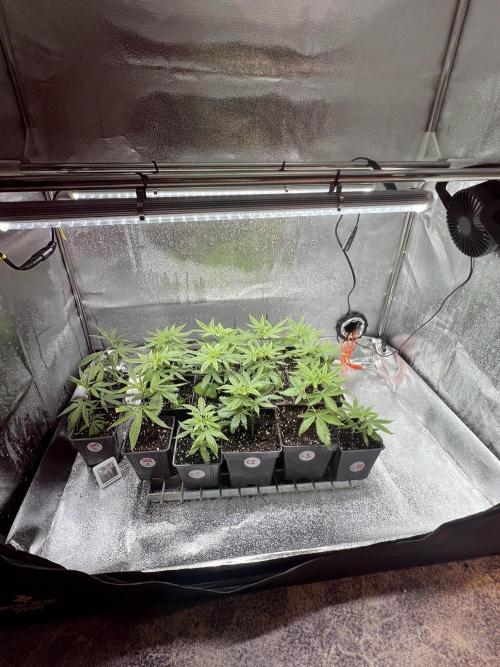 Critical mass a Mango Cream Regular. Week 7 - Mezi tím klony