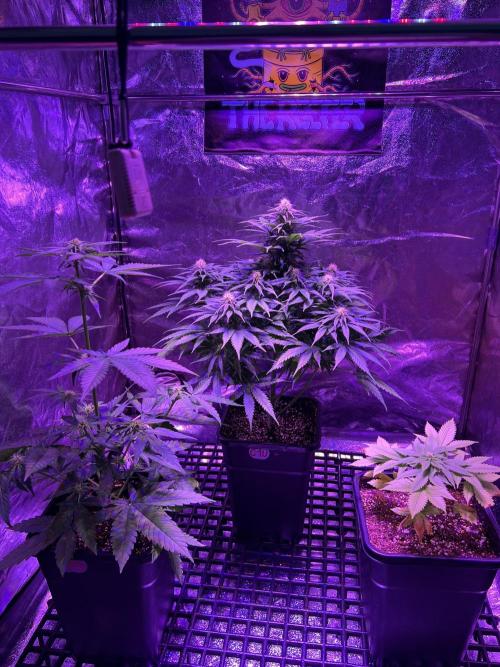 Critical mass a Mango Cream Regular. Week 8 - Cm+Mc