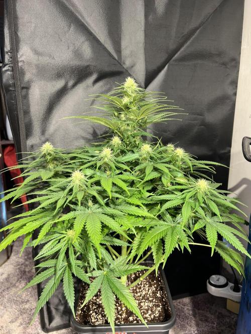 Critical mass a Mango Cream Regular. Week 8 - CM