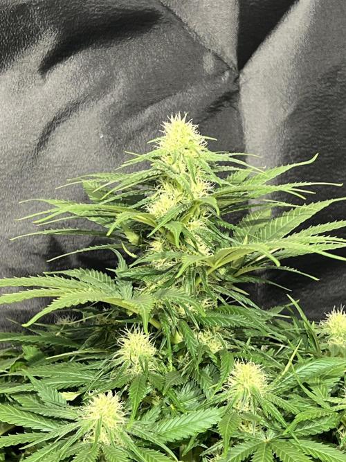 Critical mass a Mango Cream Regular. Week 8 - CM