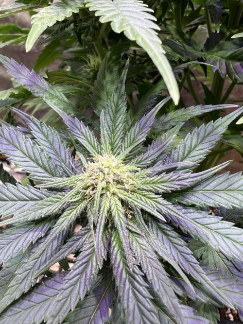 Critical mass a Mango Cream Regular. Week 8 - Opýlená palice Critical Mass