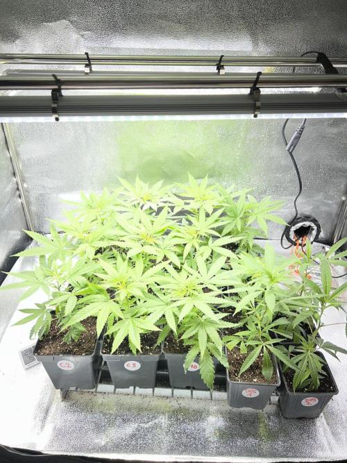 Critical mass a Mango Cream Regular. Week 8