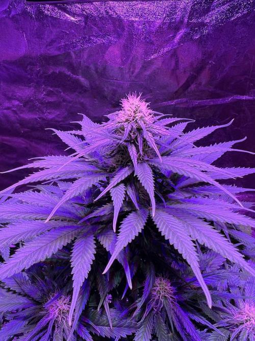 Critical mass a Mango Cream Regular. Week 8 - CM