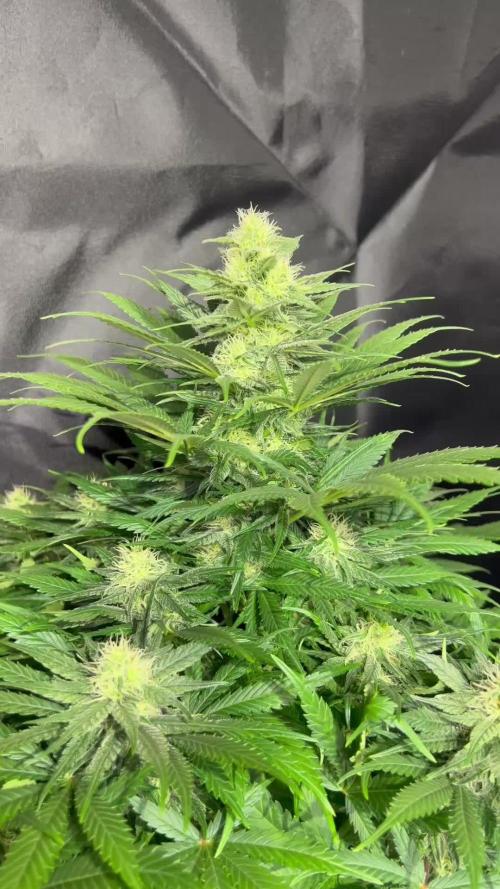 Critical mass a Mango Cream Regular
