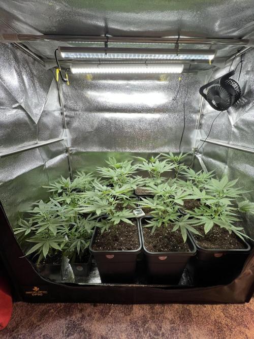 Critical mass a Mango Cream Regular. Week 9 - CM+ Dos si Dos33#