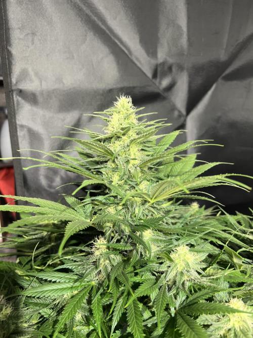 Critical mass a Mango Cream Regular. Week 9 - CM