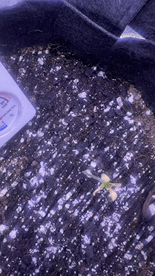 Mystery pack. Week 0 - Fried early with too much light in stronger tent, testing myself now