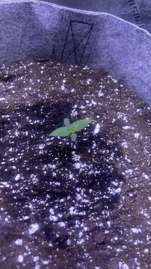 Mystery pack. Week 0