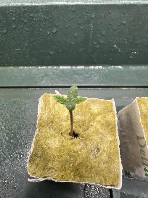 Trying to grow a Legend - Power Plant. Week 0