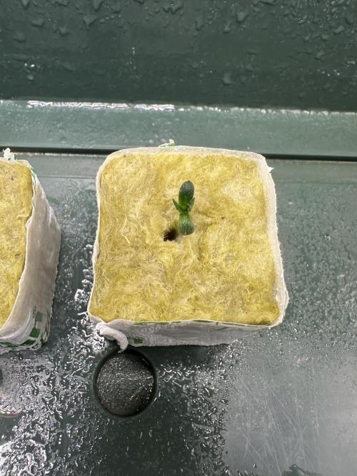 Trying to grow a Legend - Power Plant. Week 0