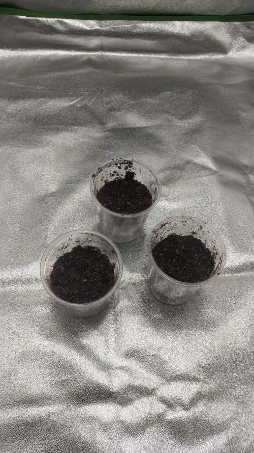 Merengón - Black tuna. Week 0