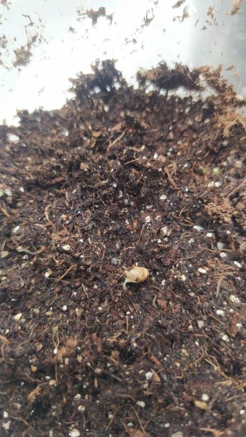 Merengón - Black tuna. Week 0