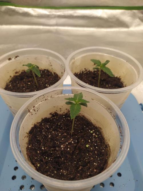 Merengón - Black tuna. Week 1