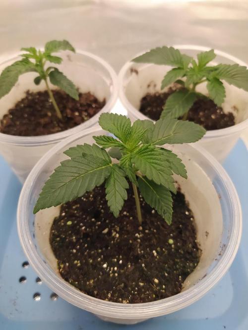 Merengón - Black tuna. Week 2