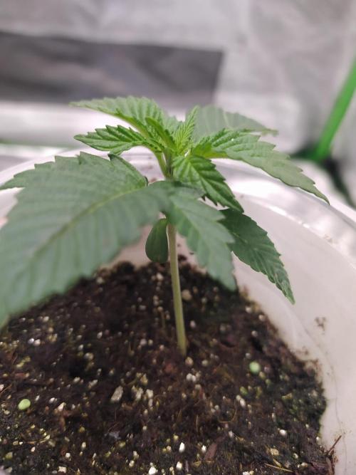 Merengón - Black tuna. Week 2