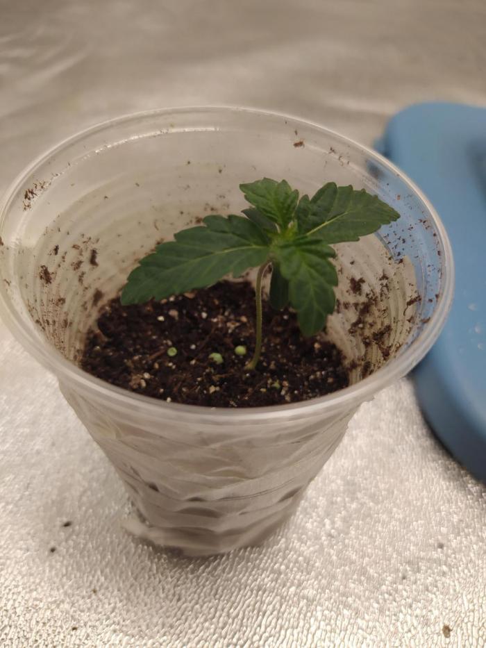 Royal Moby - Royal Queen Seeds. Week 1