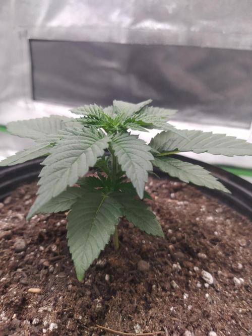 Merengón - Black tuna. Week 3