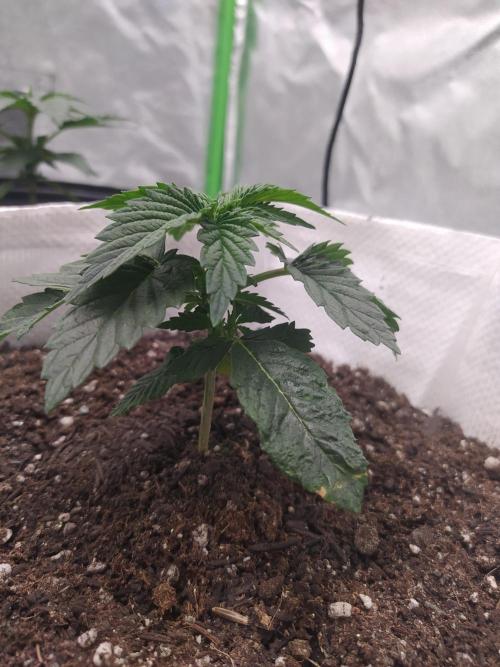 Merengón - Black tuna. Week 3