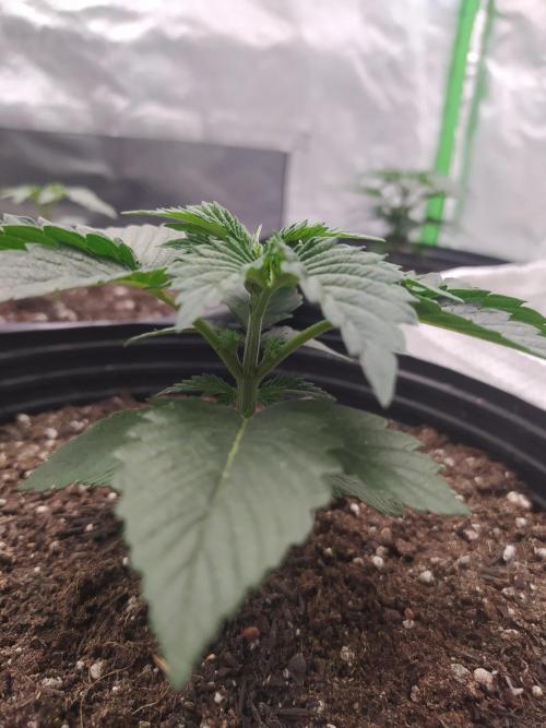 Merengón - Black tuna. Week 3