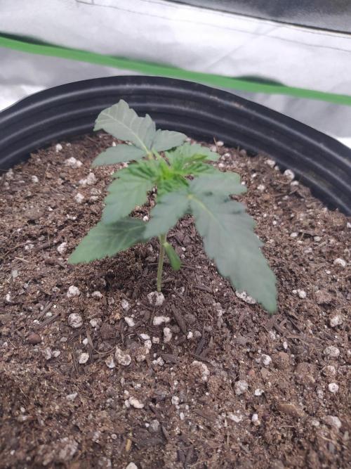 Royal Moby - Royal Queen Seeds. Week 2