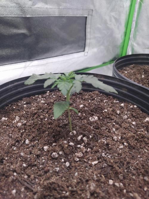 Royal Moby. Week 2
