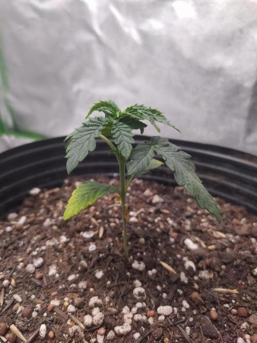 Royal Moby - Royal Queen Seeds. Week 3