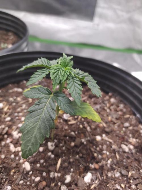 Royal Moby. Week 3