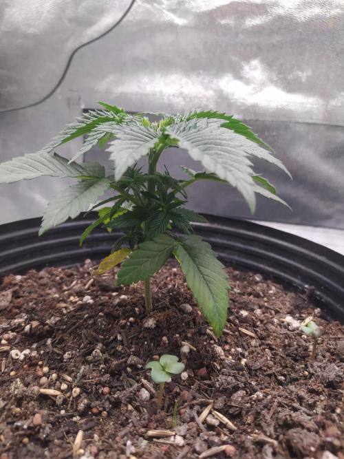 Merengón - Black tuna. Week 4