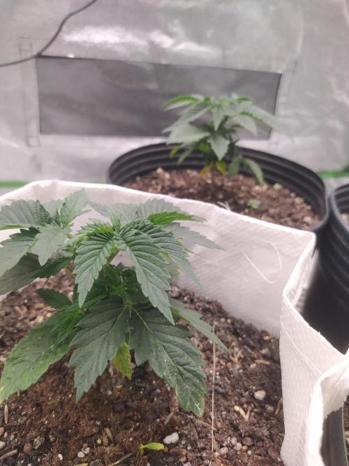 Merengón - Black tuna. Week 4
