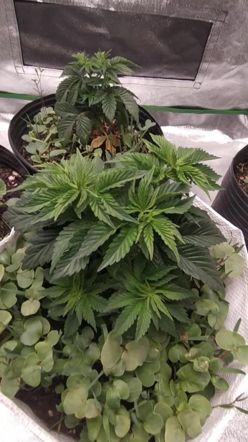 Merengón - Black tuna