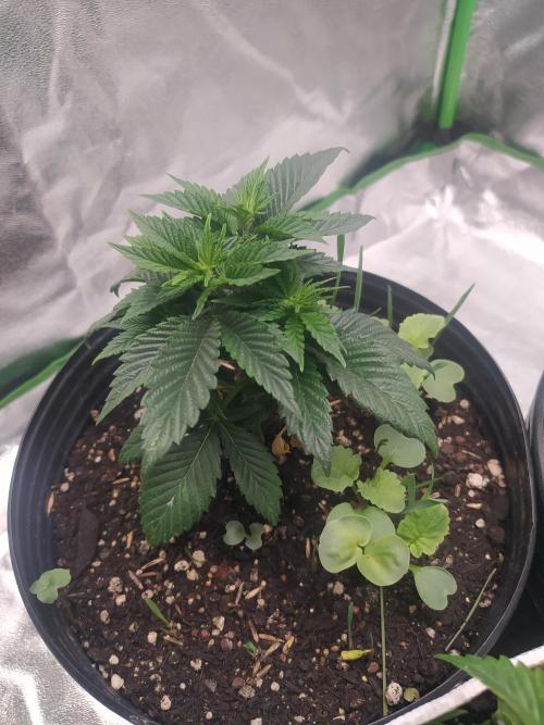 Merengón - Black tuna. Week 5