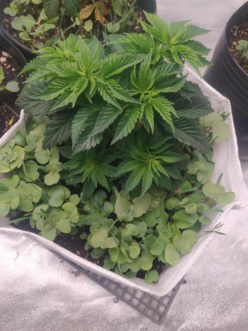 Merengón - Black tuna. Week 5