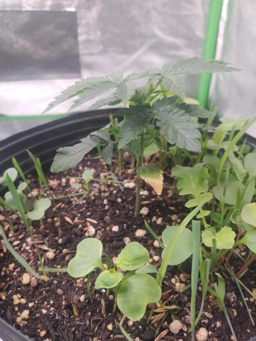 Royal Moby - Royal Queen Seeds. Week 4