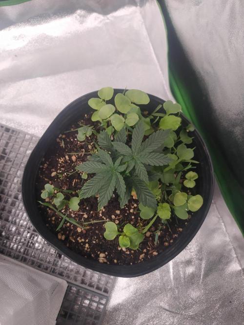 Royal Moby. Week 4
