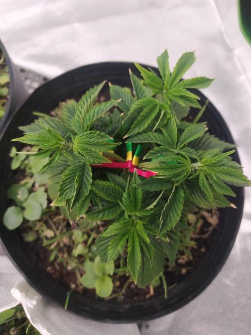 Merengón - Black tuna. Week 6