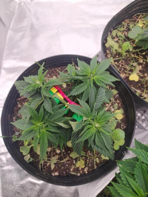Merengón - Black tuna. Week 6